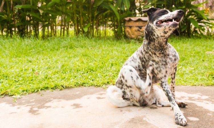 A Dalmatian Dog